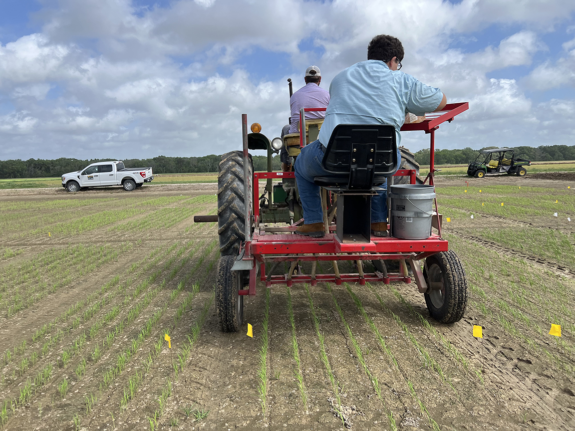 New AgCenter management research could lower input costs, increase yield